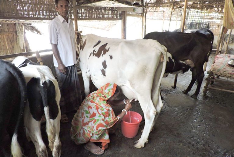 Dairy